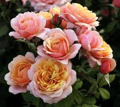 State of Grace New 2020 Rosa Grandiflora State of Grace™ New 2020 from  Regan Nursery